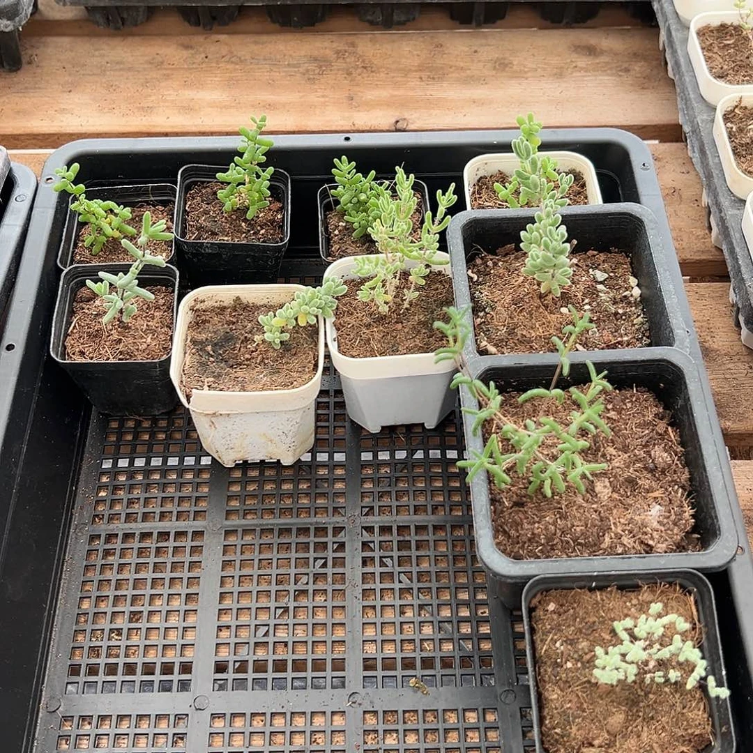 枝干番杏多肉植物557