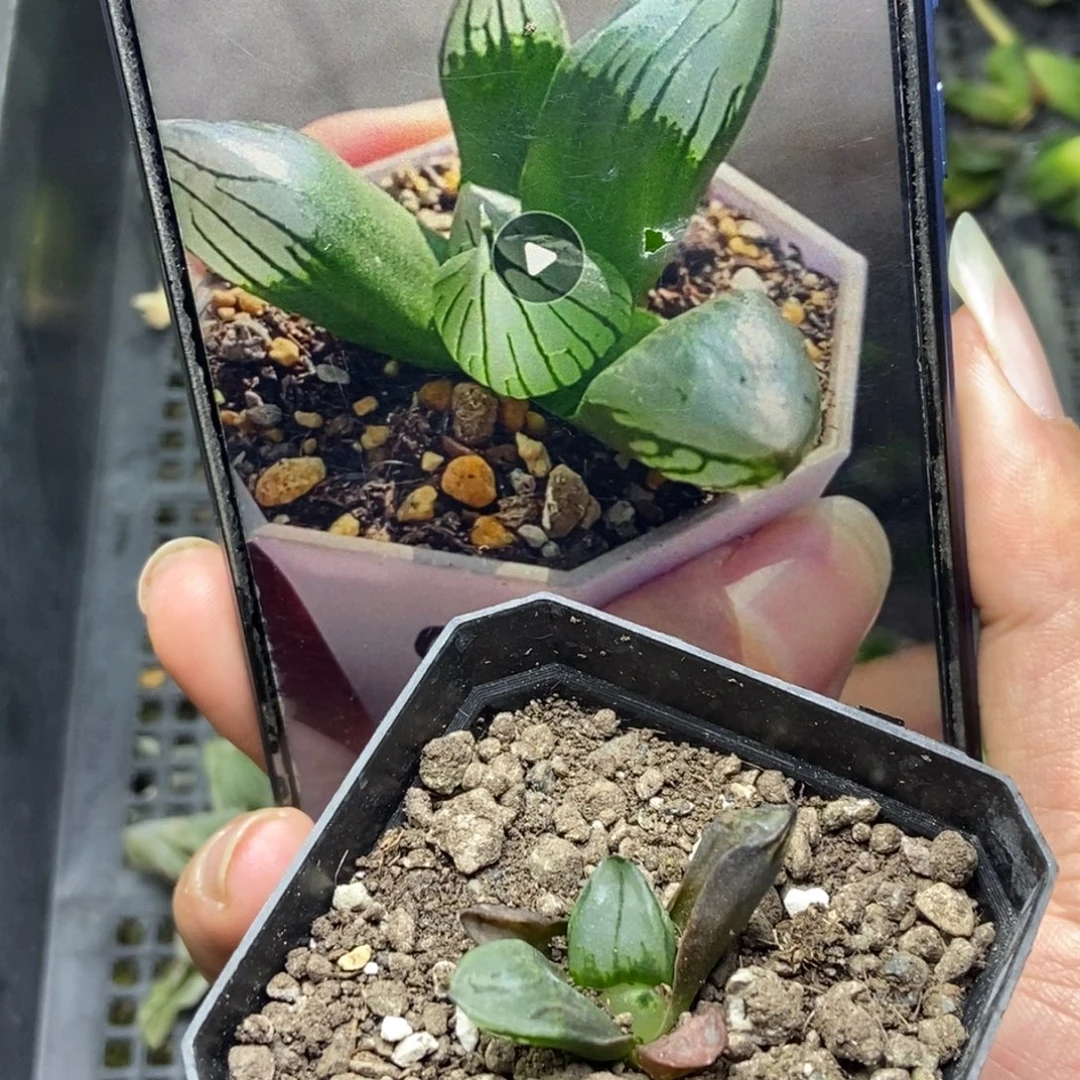 裹2是是是是是是是是是寿