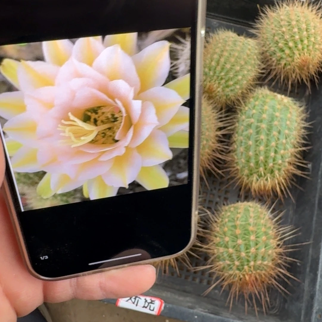 350毛娇绕歪无根侧牙6公分左右高度，20包邮