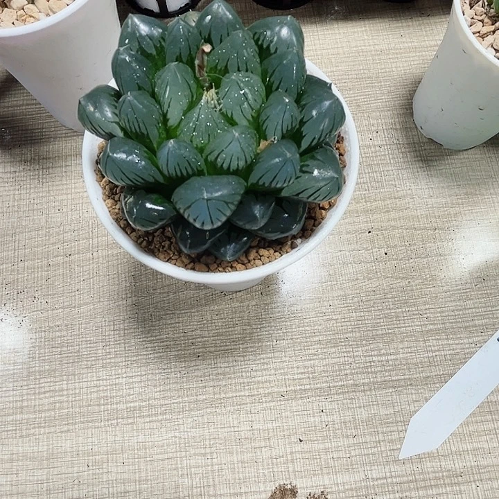水晶巨大化多肉植物