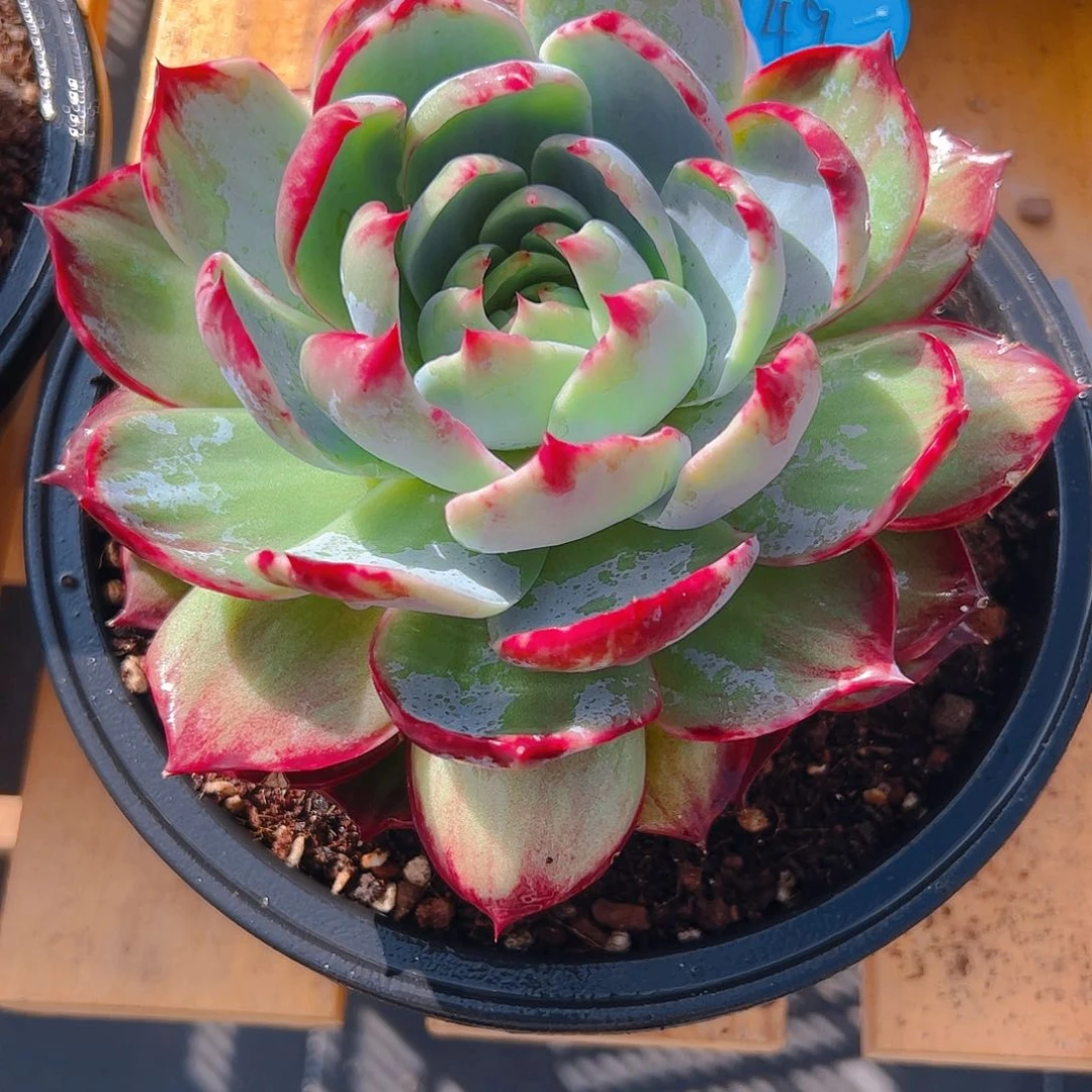 梅*?惊鸿仙子一物一拍149号