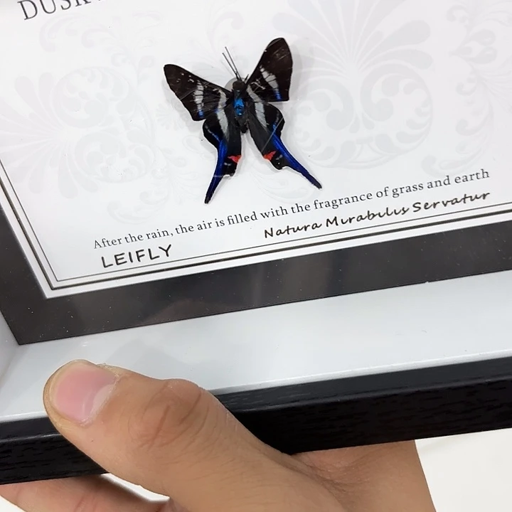 为***帅蝴蝶标本定制490@