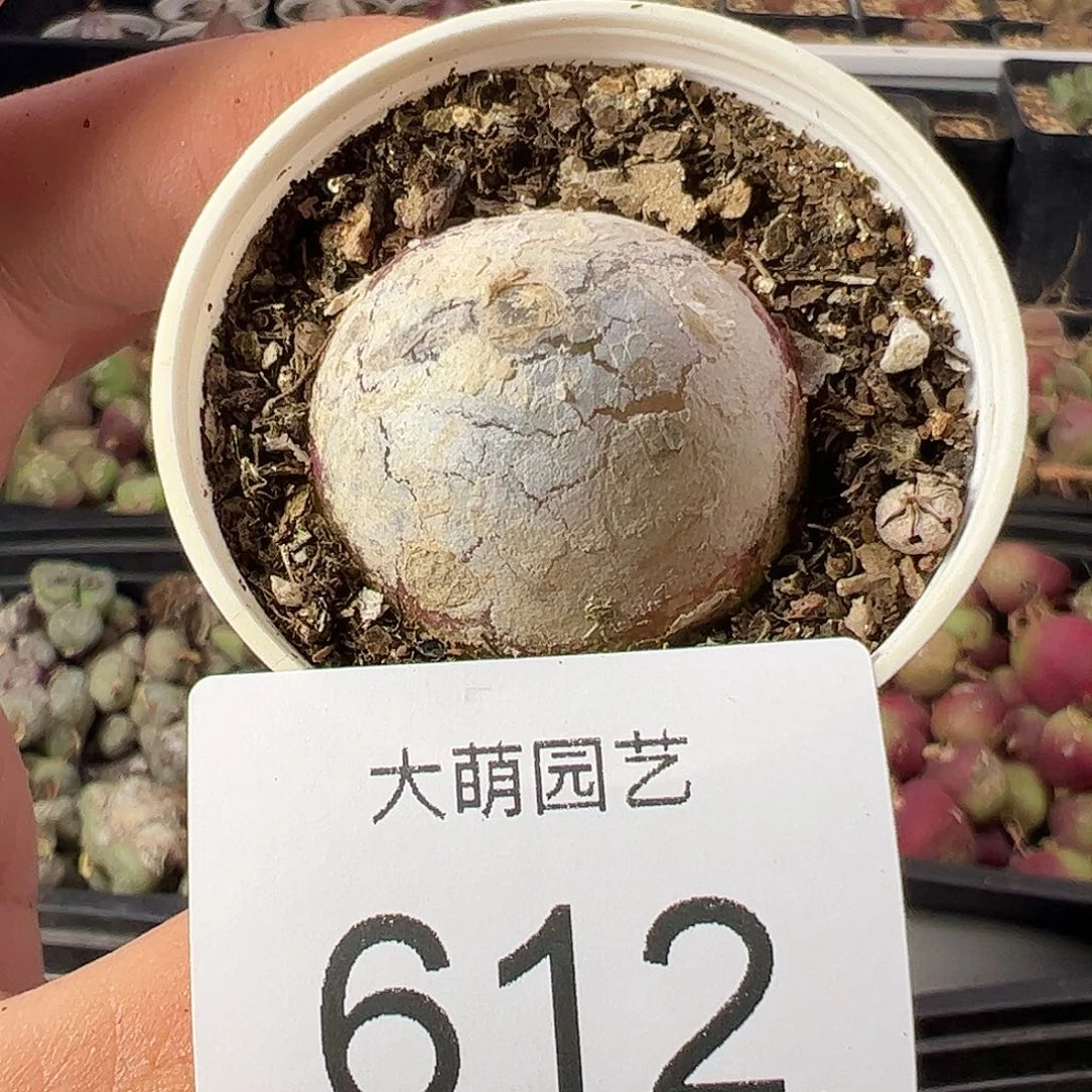 一物一拍带盆土发612