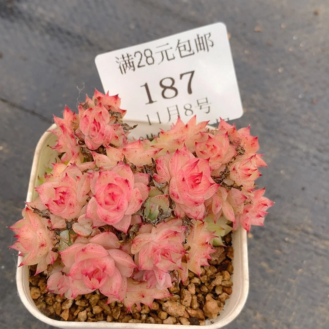 【闪购商品】云187号