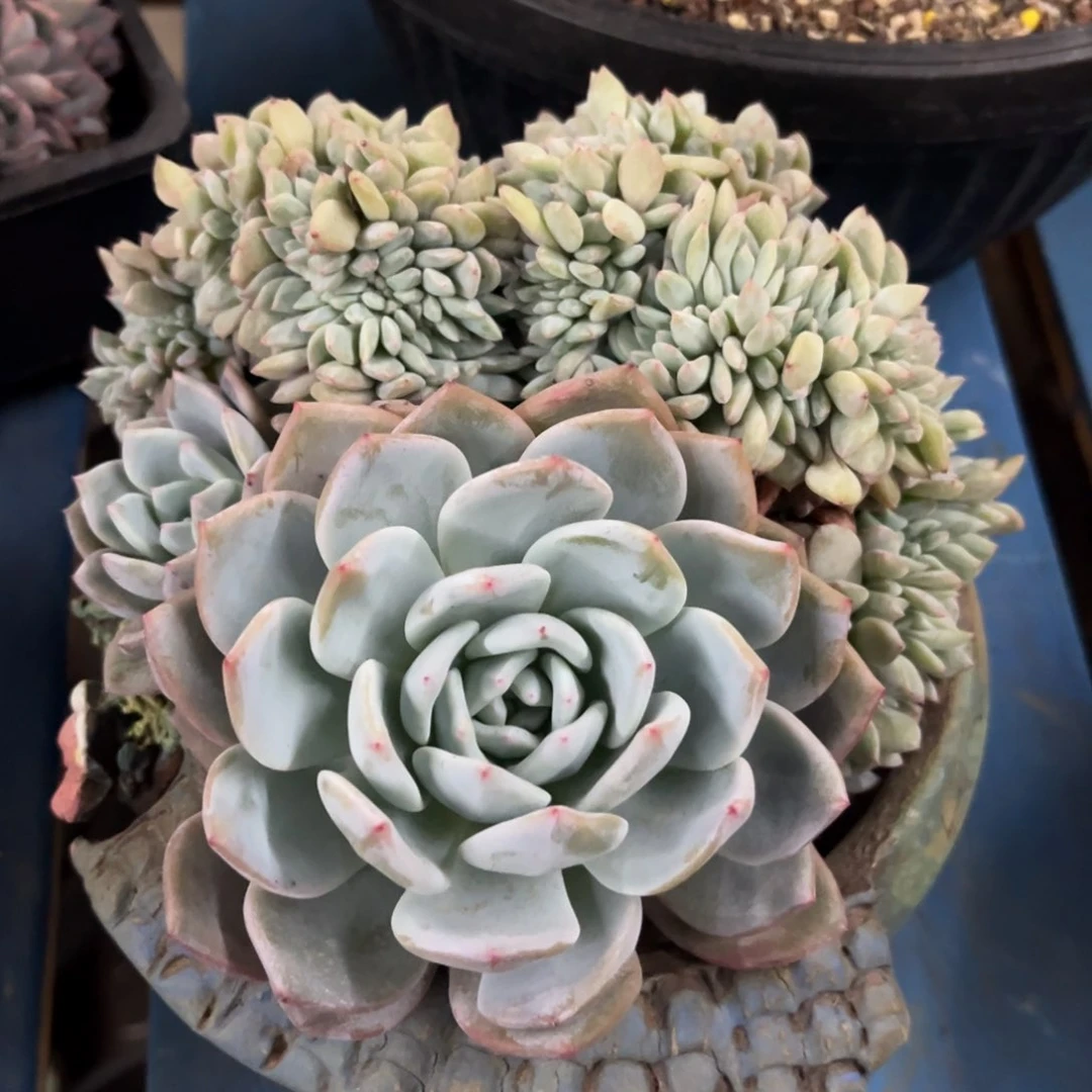 手****81233456988950588