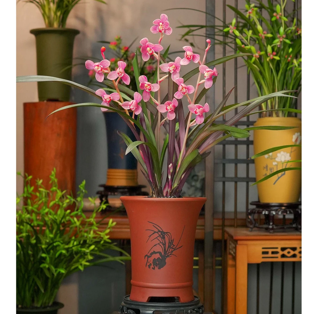 高端精品网红兰花艺草 兰花红草红菏 故宫红紫砂盆 浓香好养盆栽
