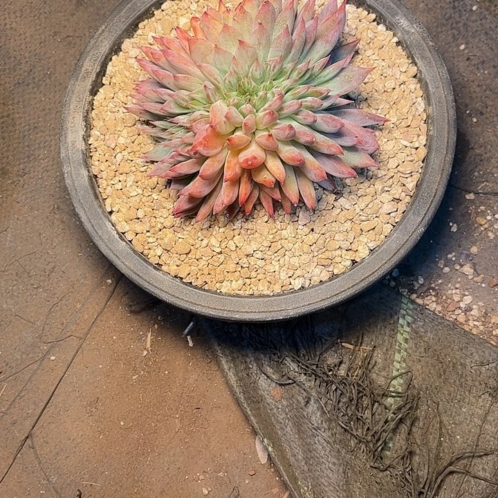 ৡ***࿐多肉植物一物一拍