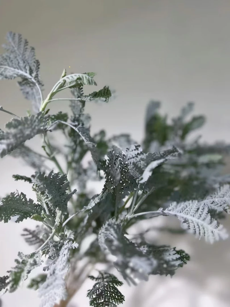 银羽菊一把    银白色少见配叶 云南  基地  鲜花水养家养