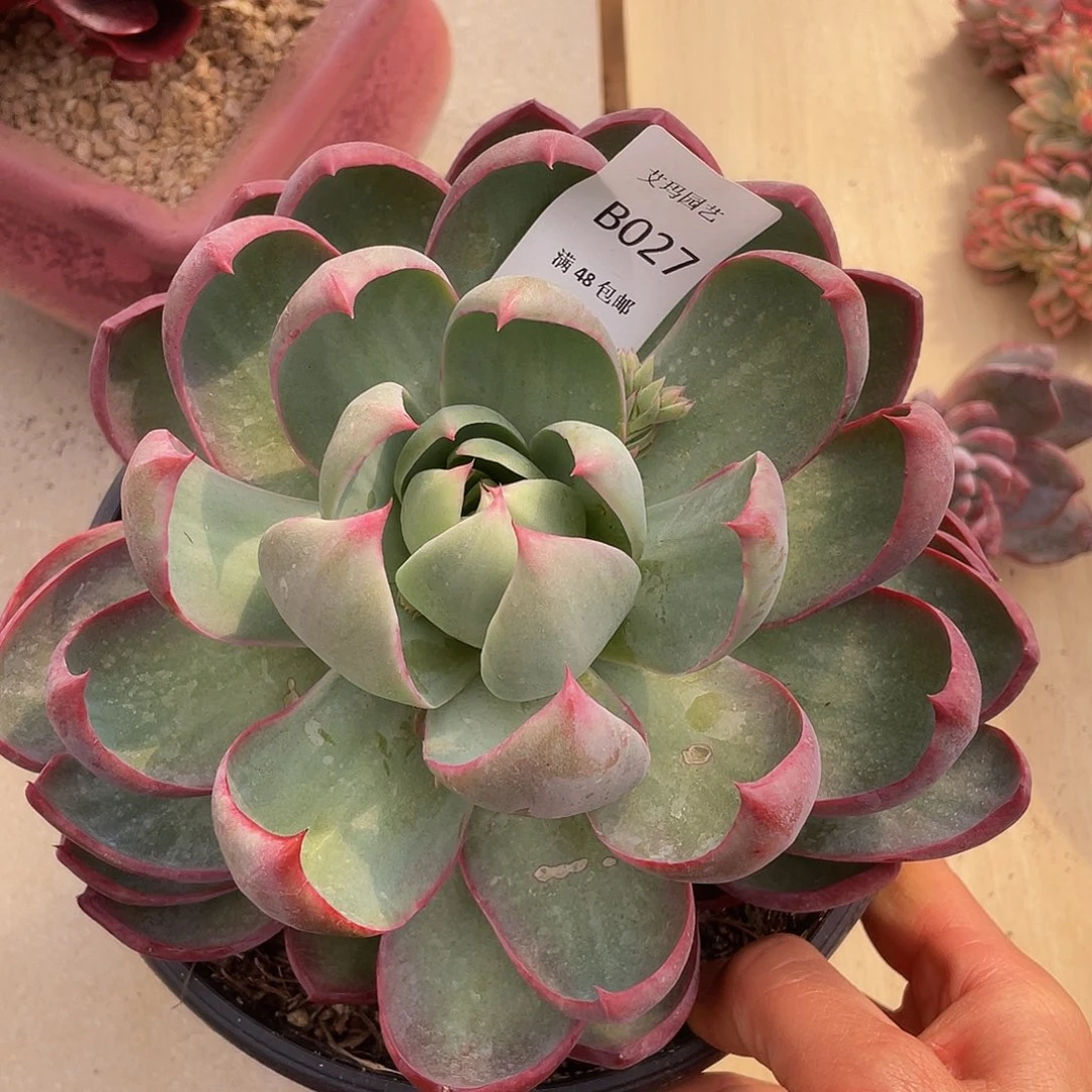 惊鸿027多肉多肉