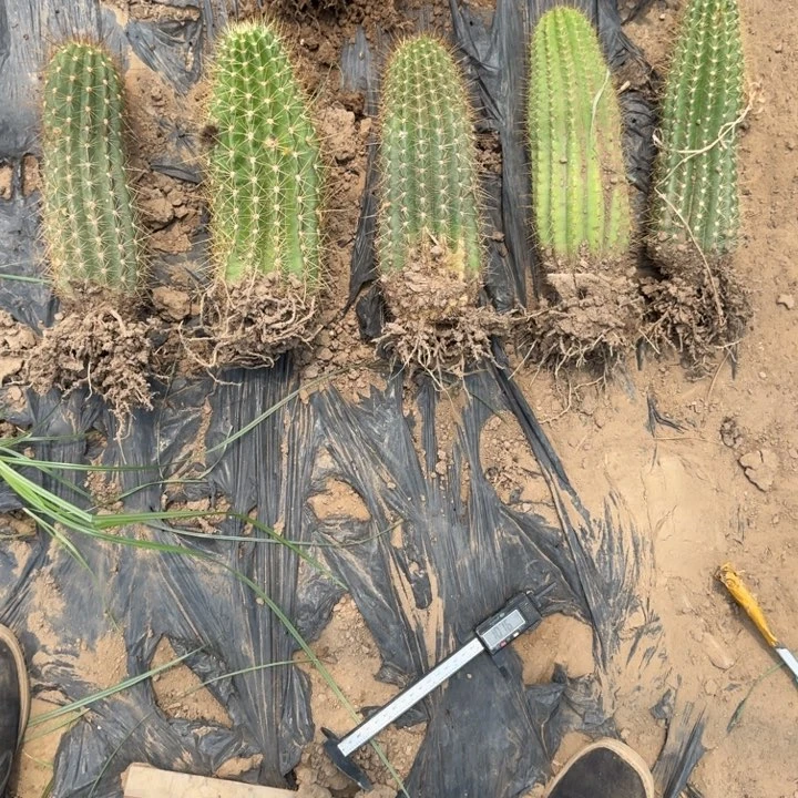 307新品毛花柱落地无木心斑一个