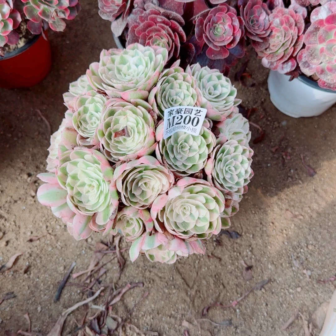 倾城法师200冠幅22