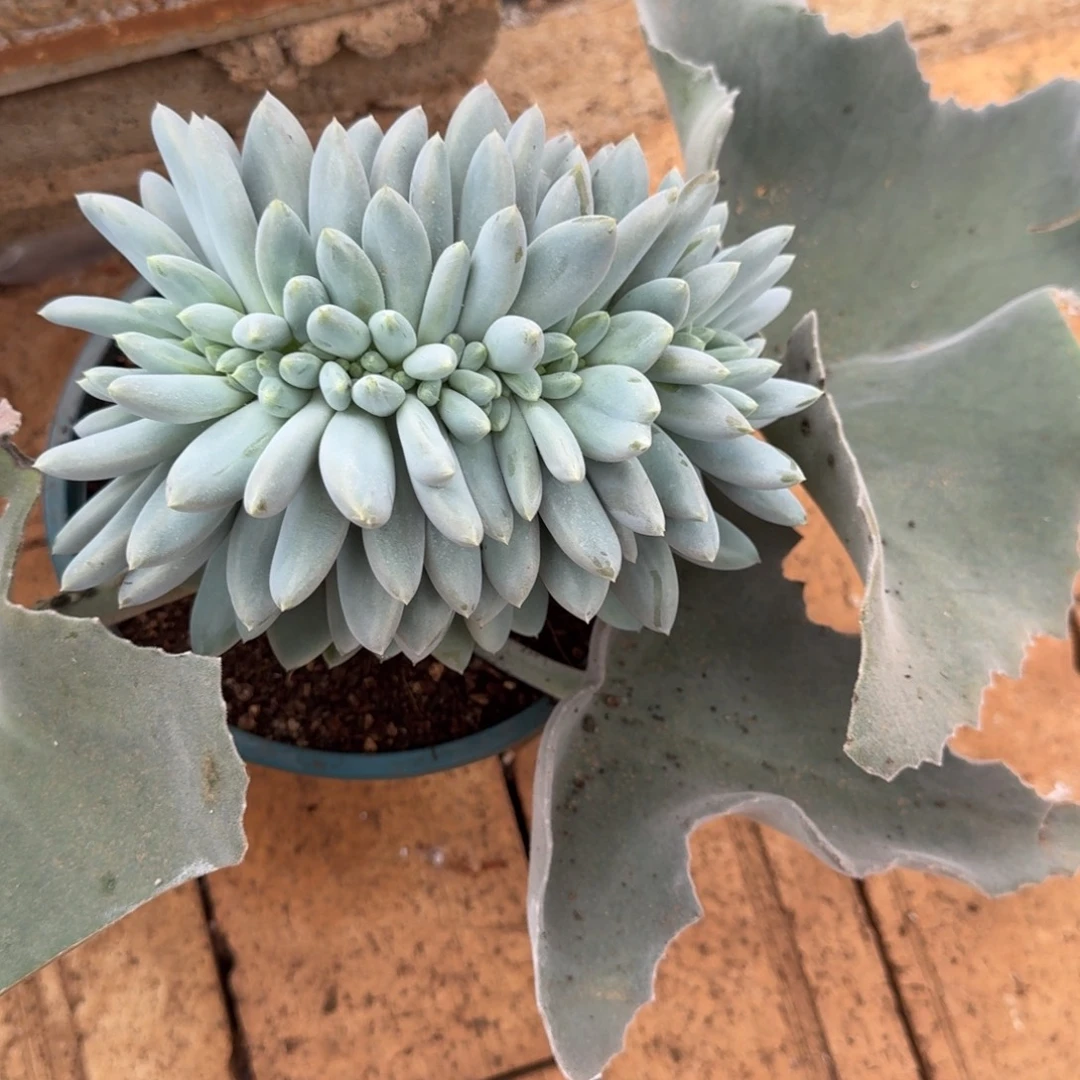 B***s寄养哥特萝莉缀化