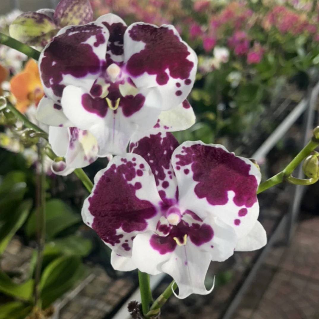 蝴蝶兰 一千零一夜带花带花苞