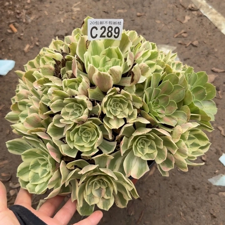 女妖……多肉植物……