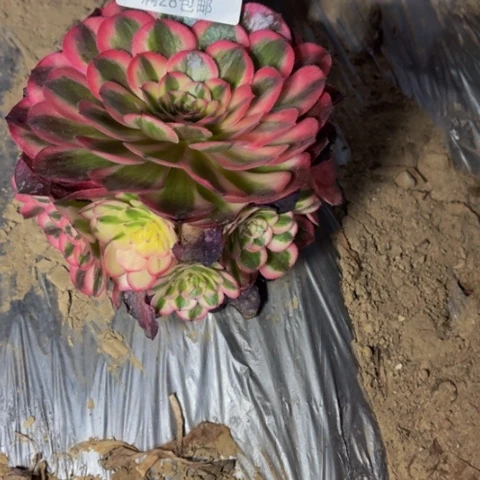 荔枝多肉多肉肉8356