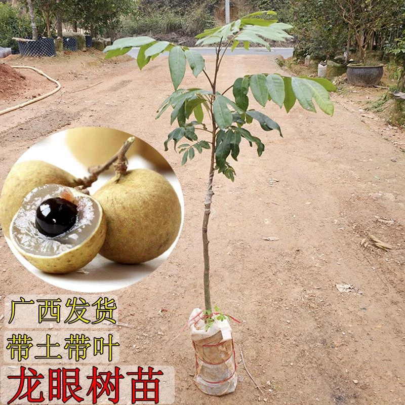 龙眼树苗桂圆苗嫁接苗石硖龙眼储良龙眼四季可种南方果苗地栽庭院
