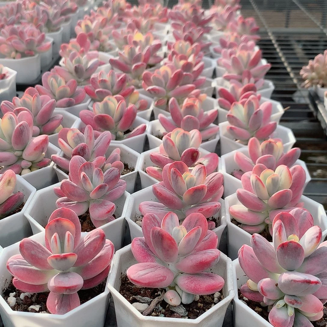 单头乒乓福娘锦477777777777777