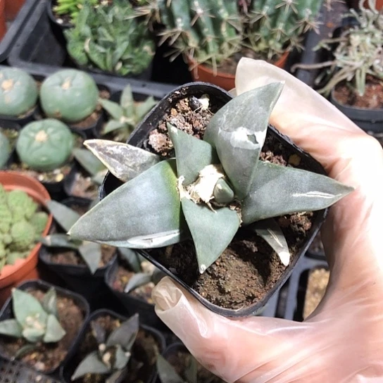 用***9无花朵岩牡丹带盆土包邮