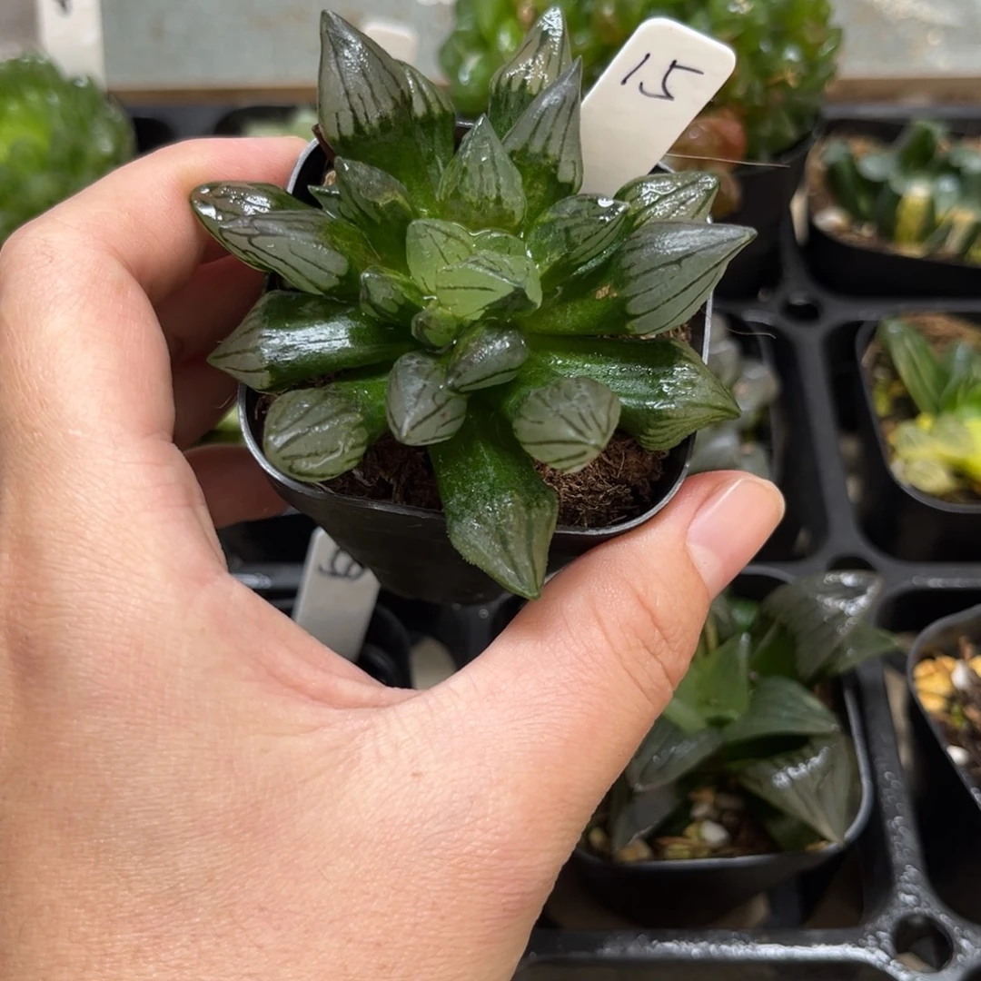 15西瓜寿一物一拍