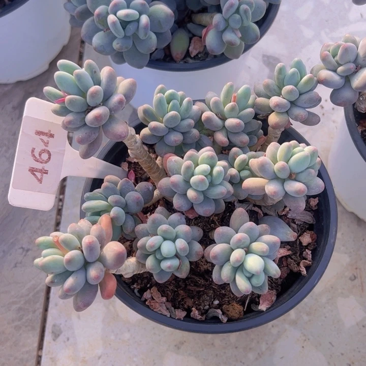 健健康康平平安安