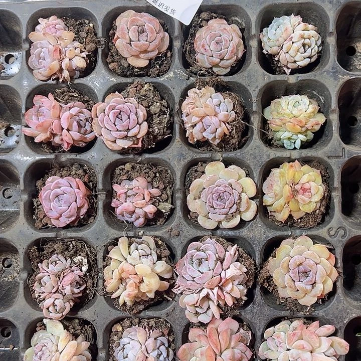 直播福利一物一拍377