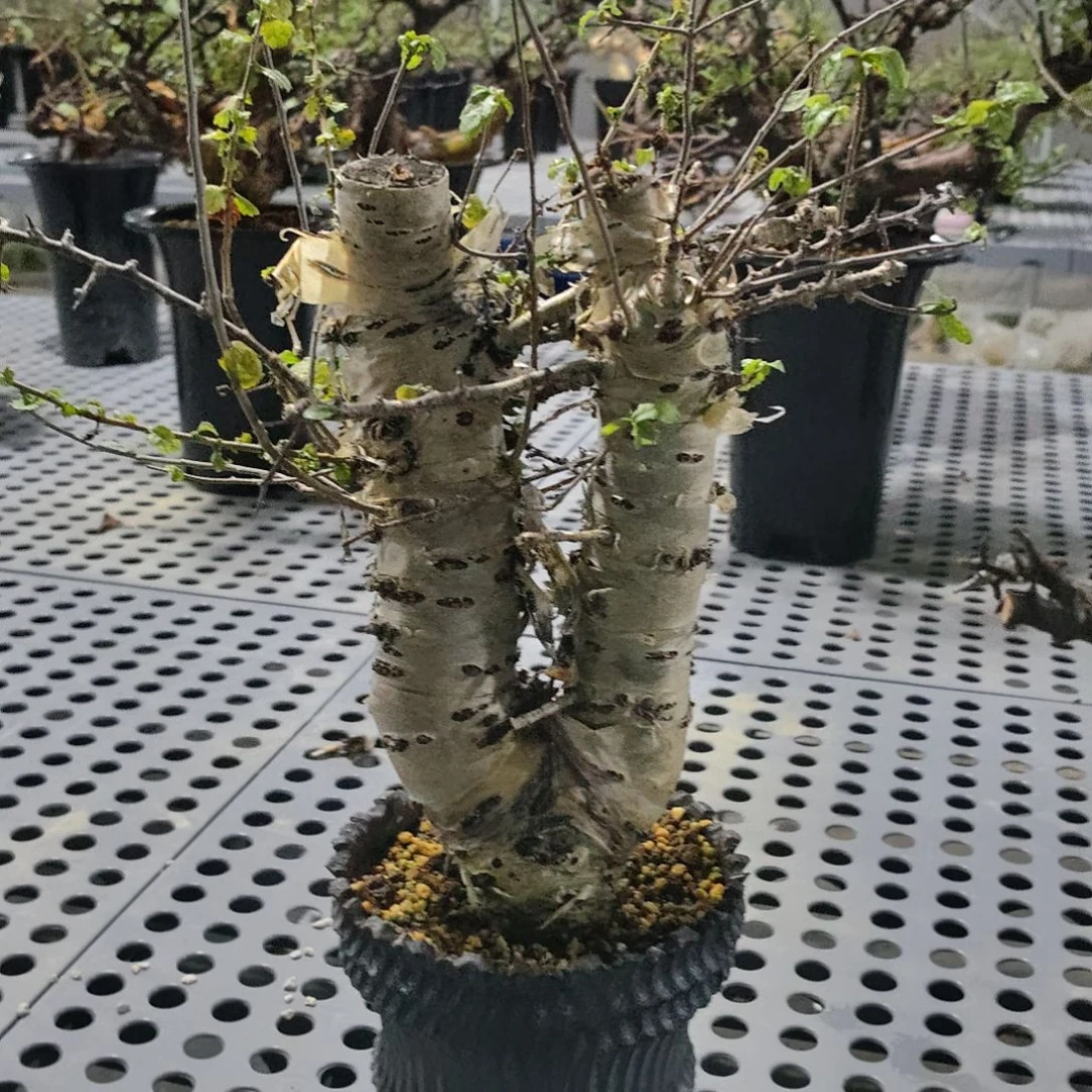 玛丽橄榄熟桩可寄养