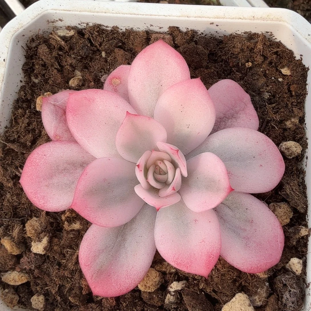 粉水晶锦，多肉植物