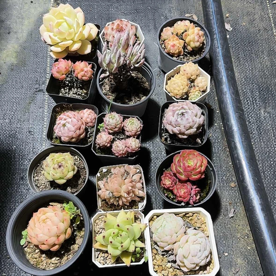 【闪购商品】法师多肉