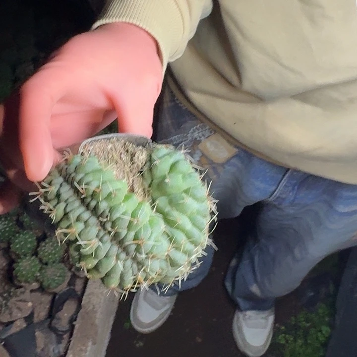 一行园艺【双头绯花玉缀化】