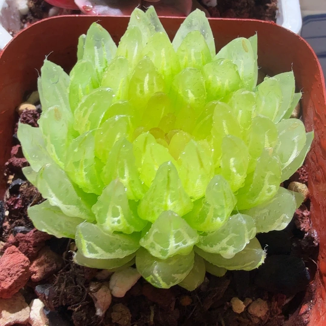 樱变锦，多肉植物。