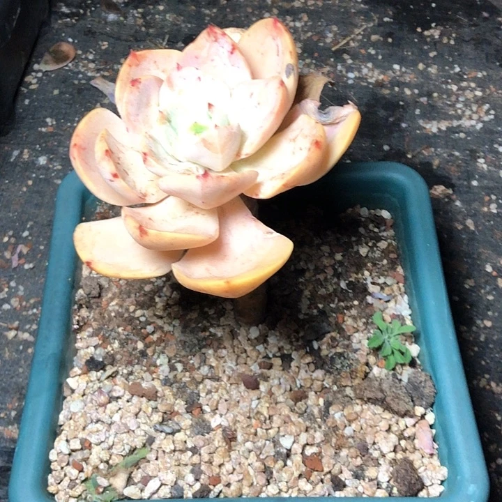 淇*143///////////////