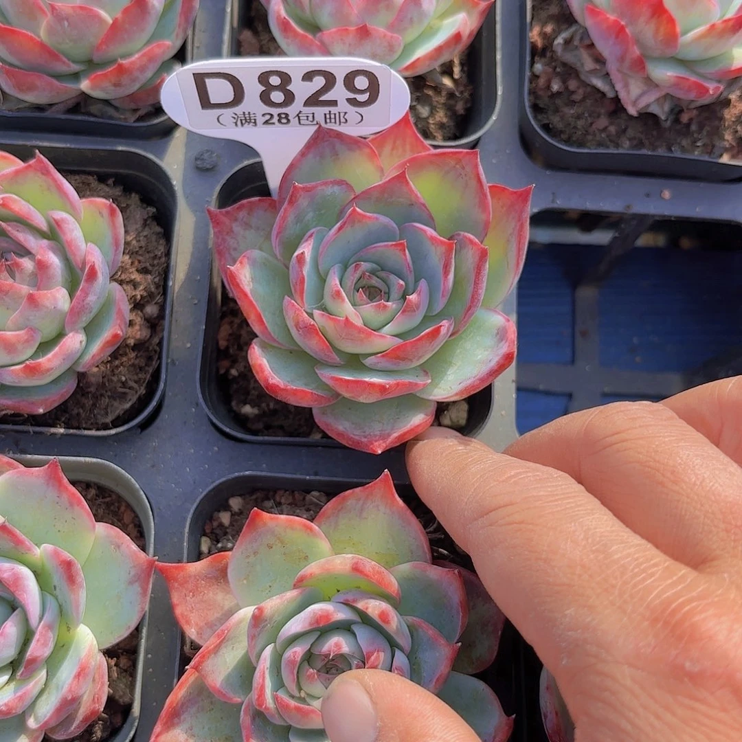 D829惊鸿仙子一物一拍多肉