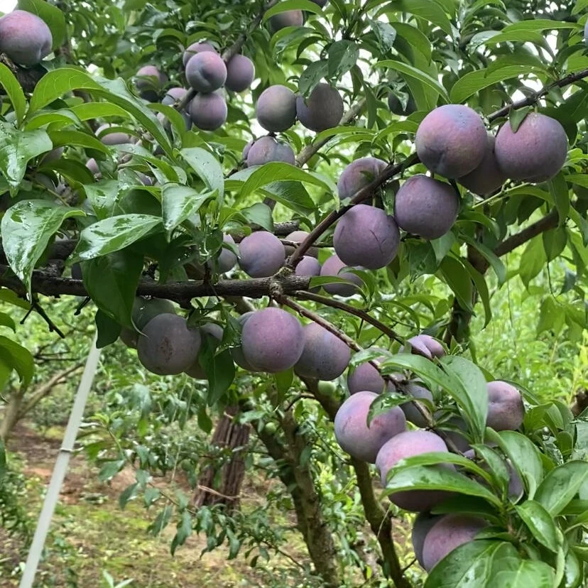 五月脆凤凰李新鲜应季脆甜多汁脱骨水果