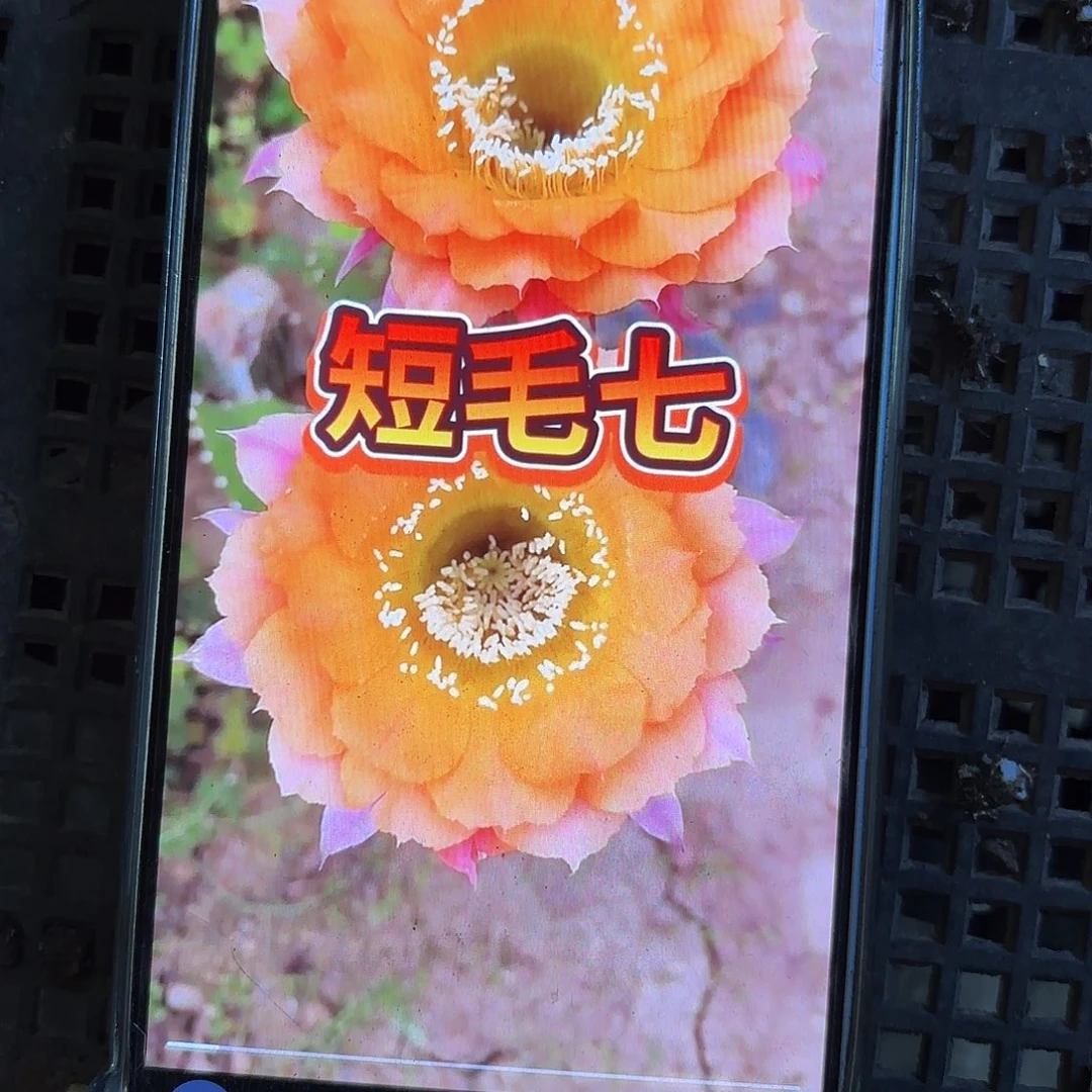 有根短毛七号瑕歪