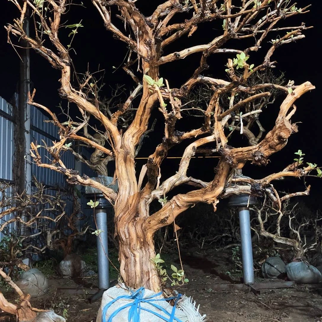 当前无花栽培后可以开花