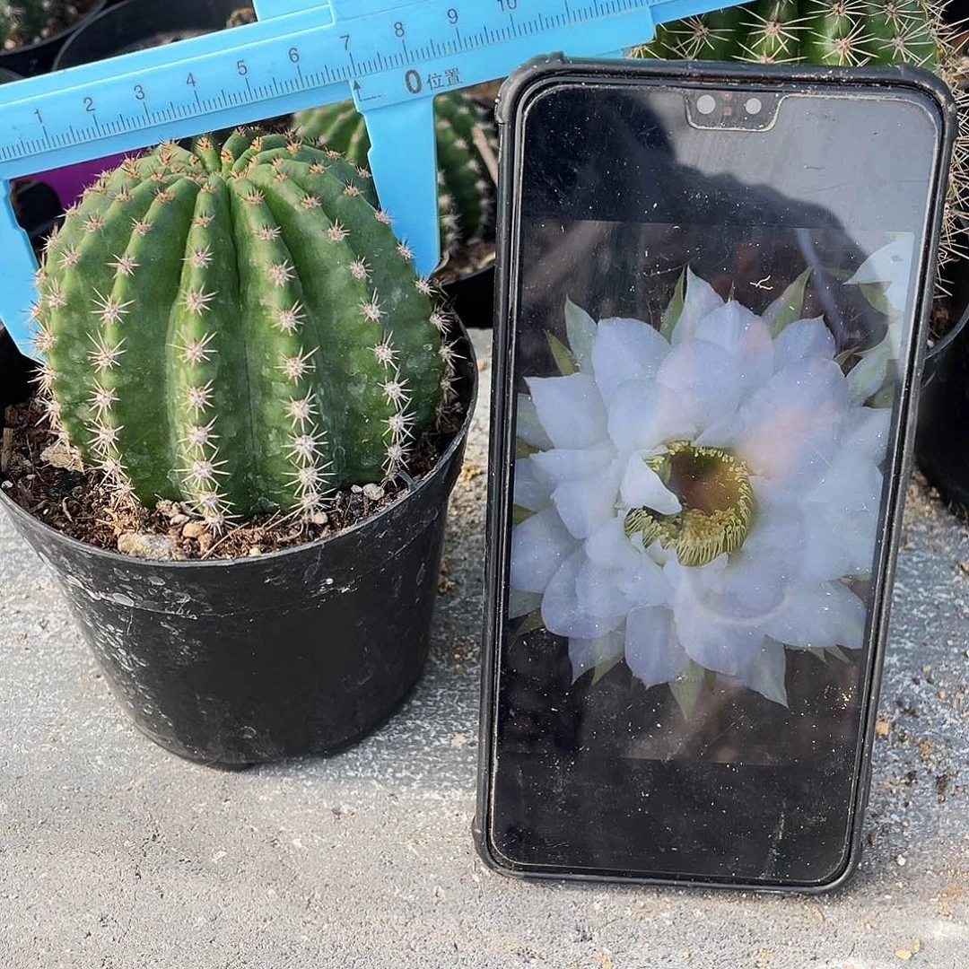 Cc150雪梦自根7公分左右