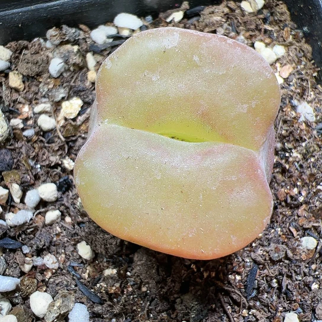 【闪购商品】206 水蜜桃