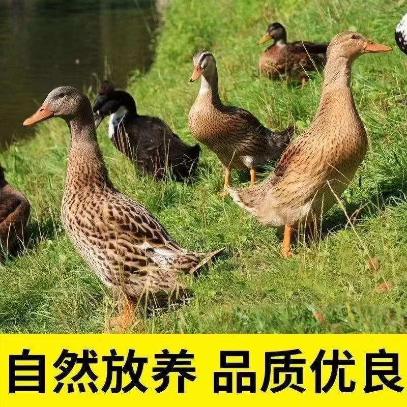 JD（精选5只）自然生长土麻鸭五谷喂养新鲜宰杀顺丰/京东无掌翅