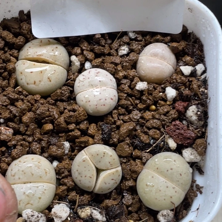 完全开放818红灵耀带盆