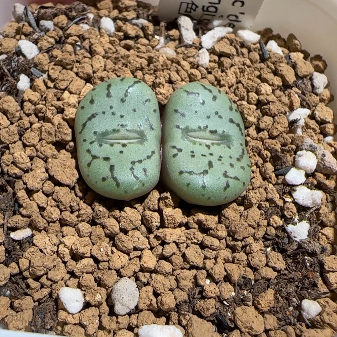 肉锥多肉植物组合-荷叶964