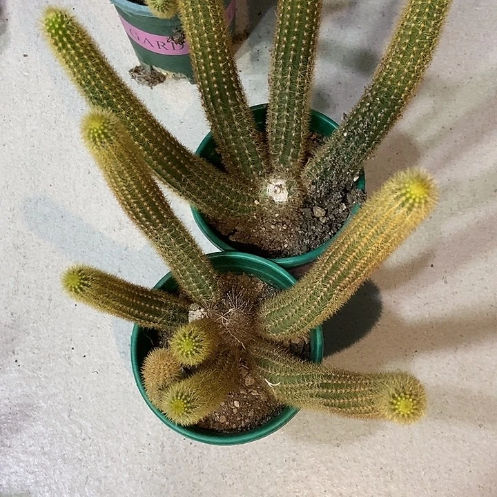 晴***天仙人球紫水晶两盆福利一物一拍