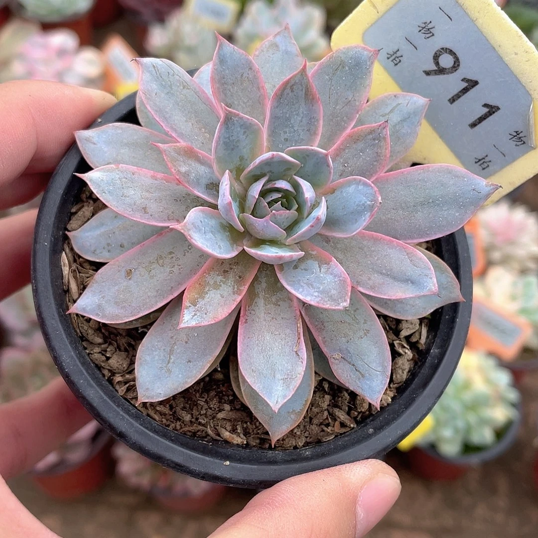 Pink红锦911号多肉