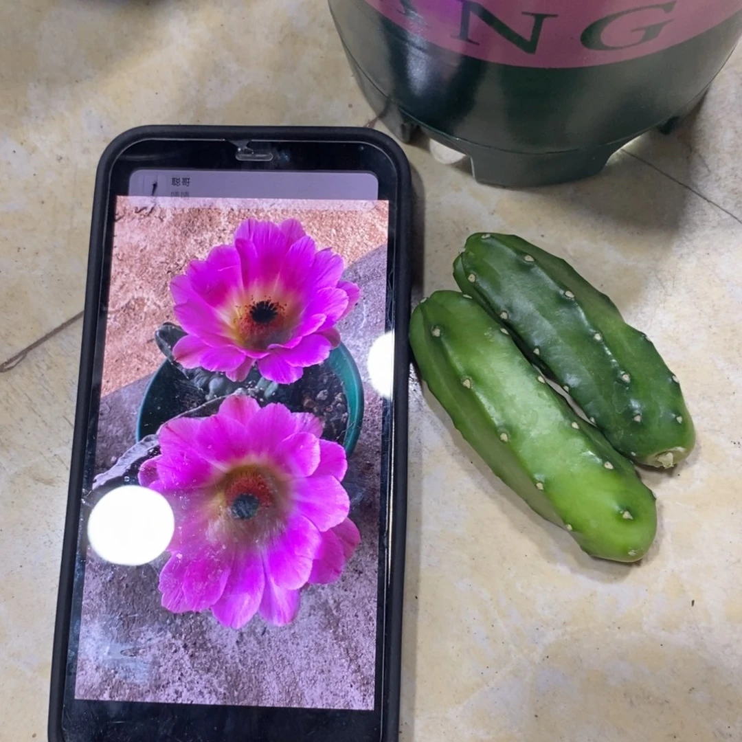 新品水仙情郎A2侧芽一个