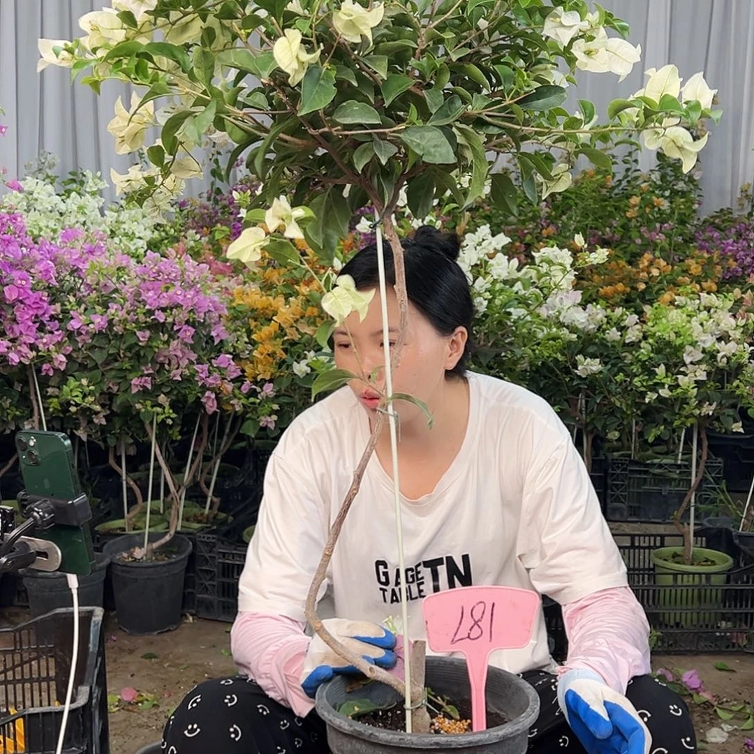 小***妖大部分花苞少量开放L81白雪