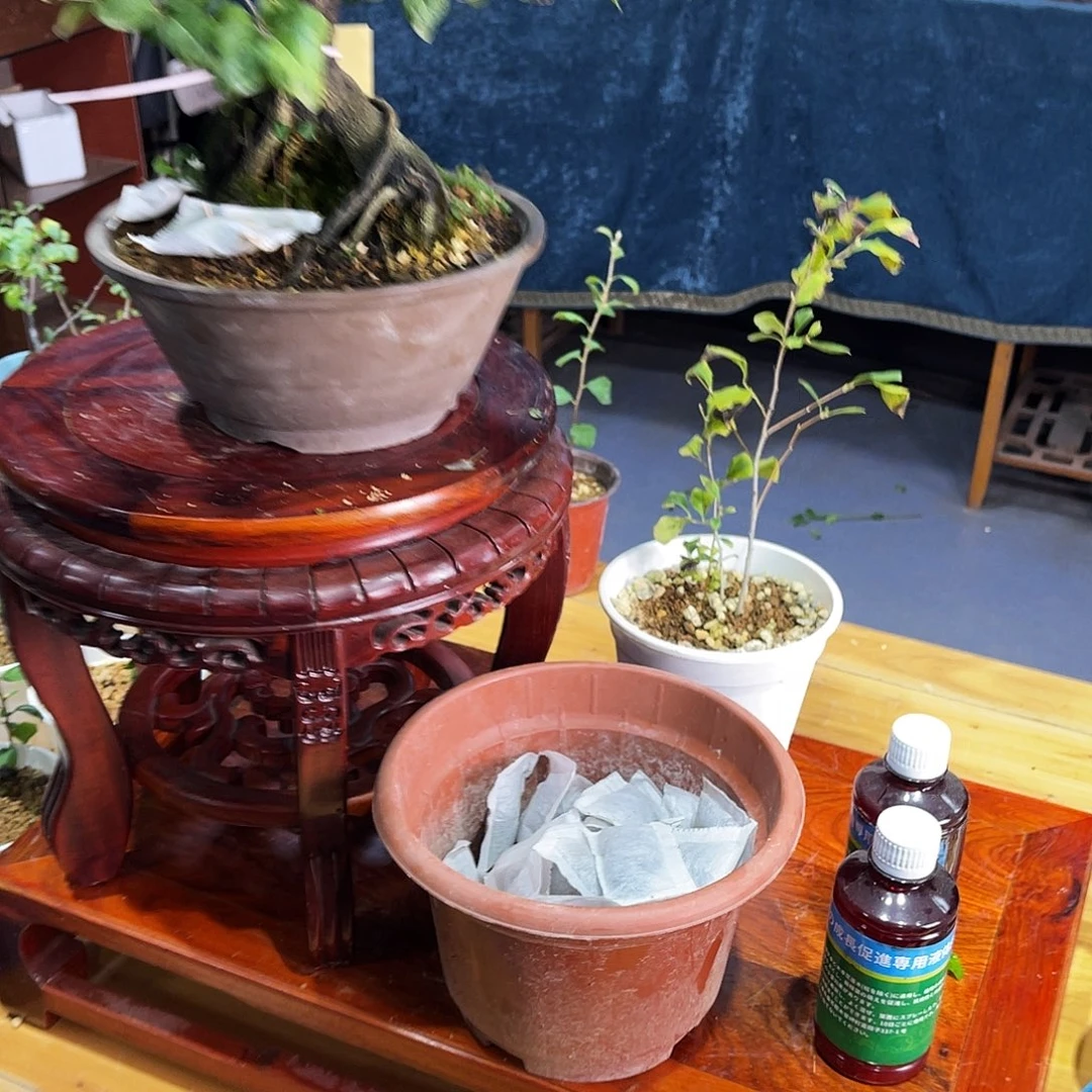 无花朵老鸦柿肥料老鸦柿