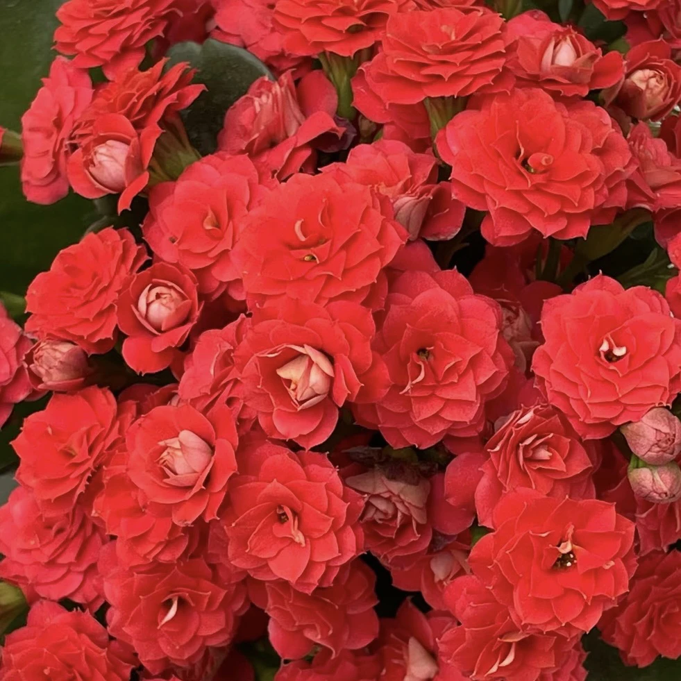 长寿花园～【爱神】超大花品种 130大盆