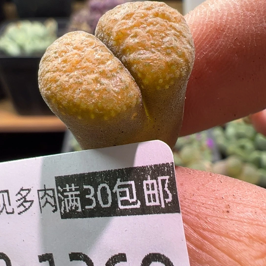 269 多肉植物11111111111