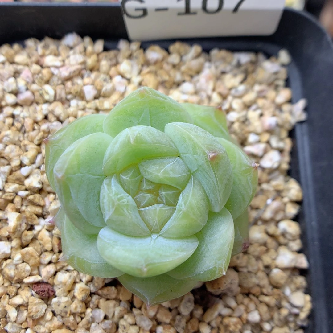 G107 ，20包邮两天凑单偏远地区不发货