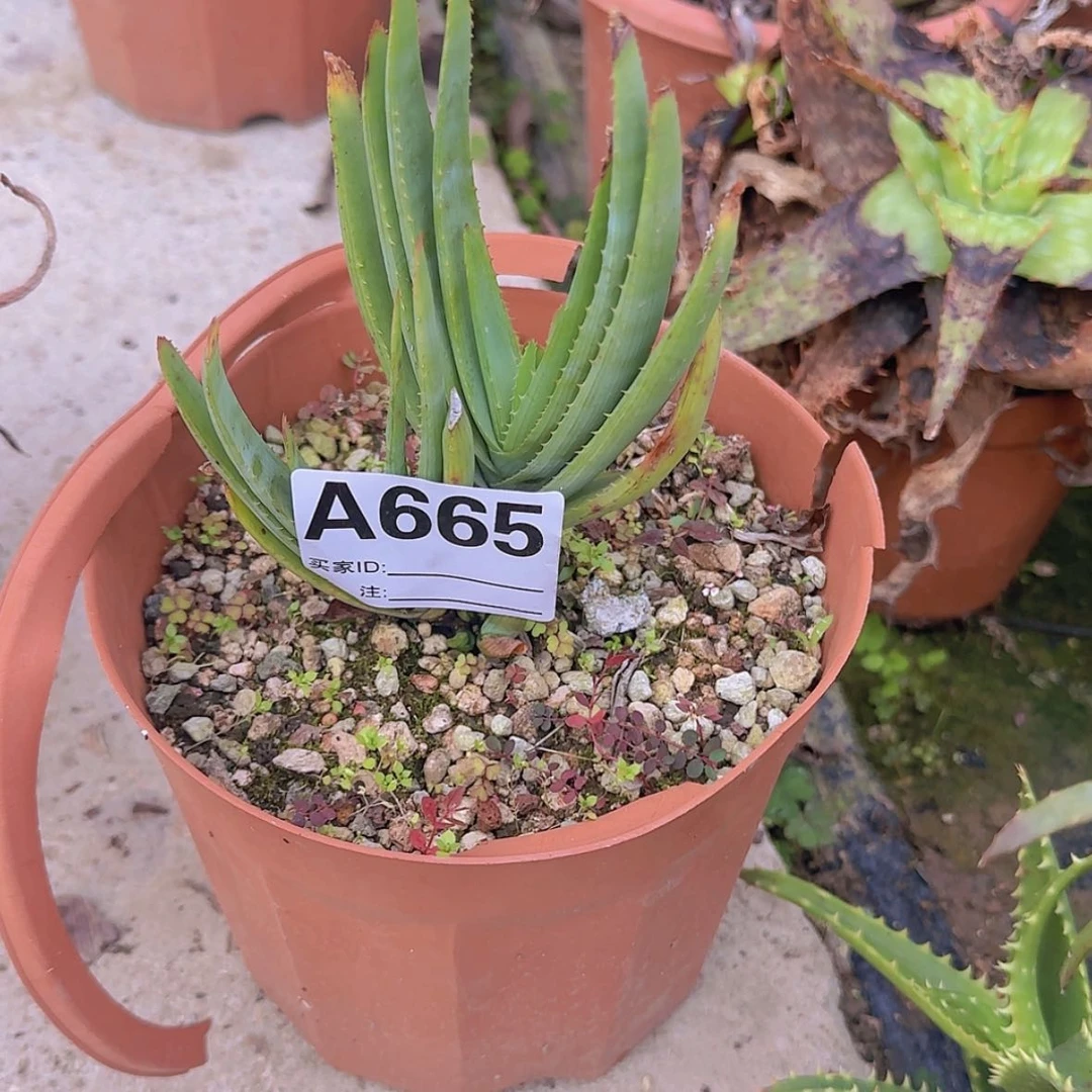 【闪购商品】?****?块根植物