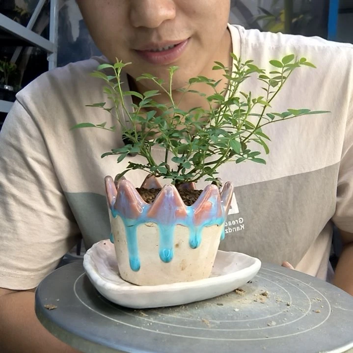 知**智中青园艺一物一拍291